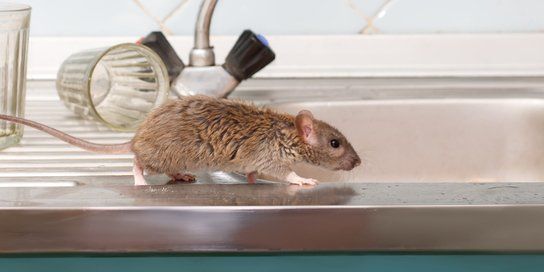 Mice On Kitchen — Grayling MI — Environmental Pest Control