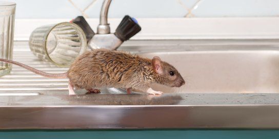 Rodents - Environmental Pest Management