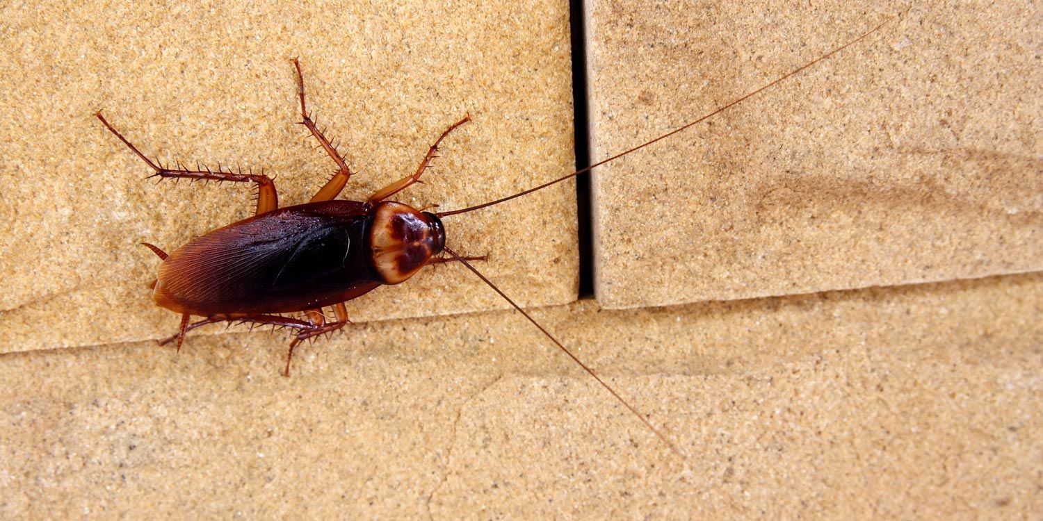 Roach On Wall — Grayling MI — Environmental Pest Control