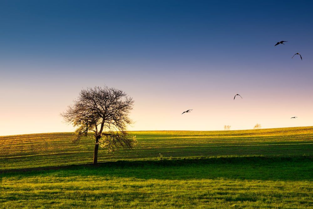 A tree in the middle of a field with birds flying in the sky.
