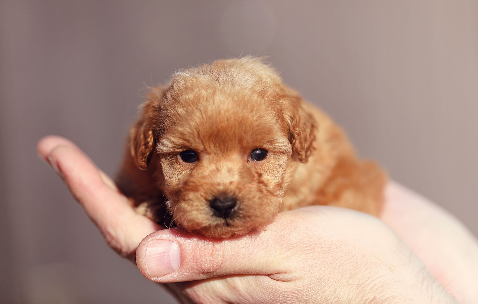 A soft brown poodle puppy nestled in a gentle hand, tiny eyes glowing with innocence.
