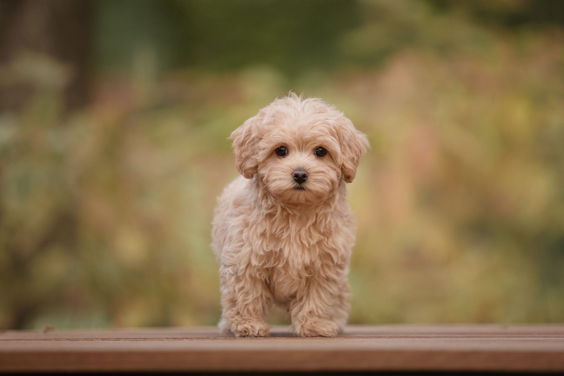 Adorable maltese and poodle mix puppy.