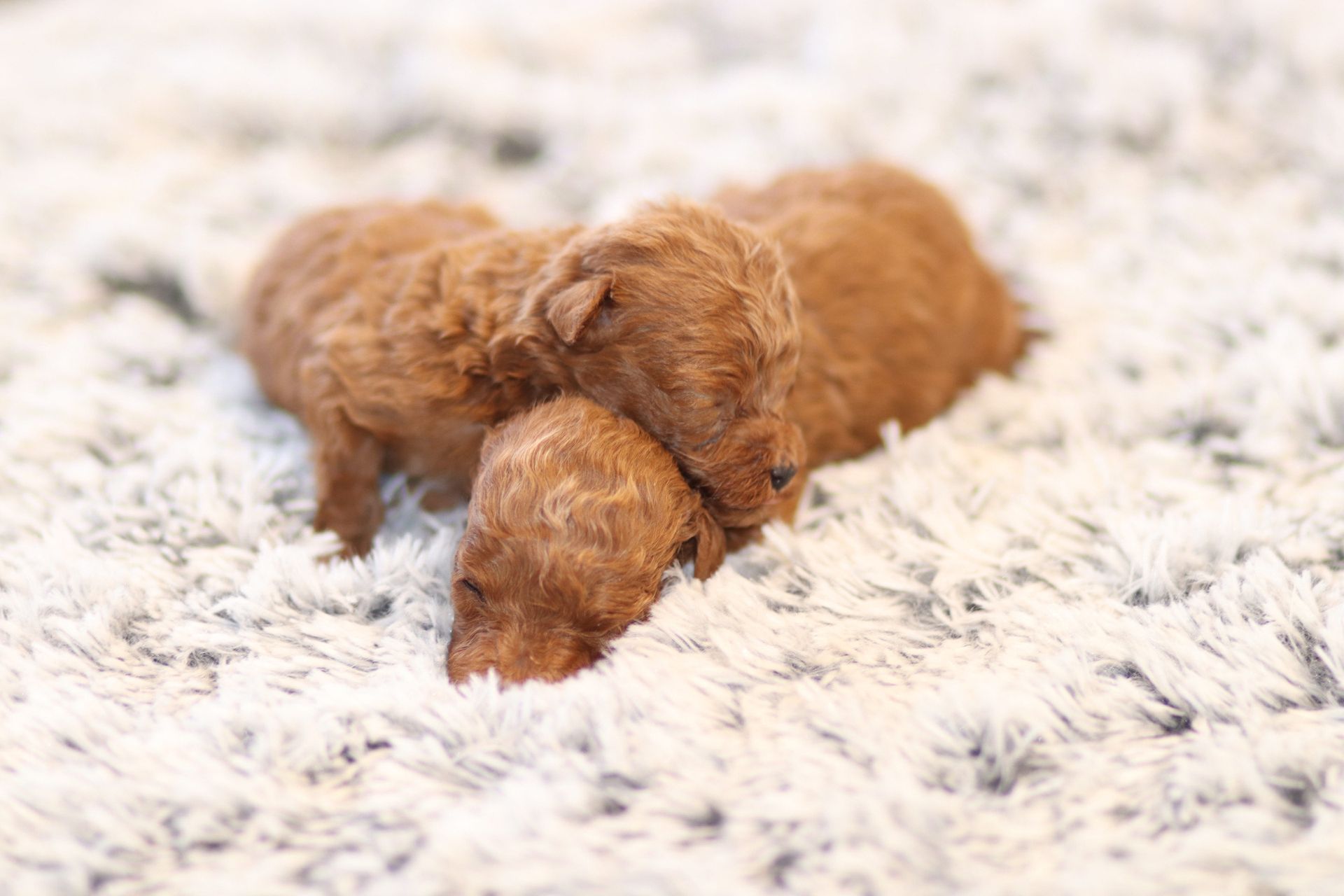 Miniature & Toy Poodle Litters