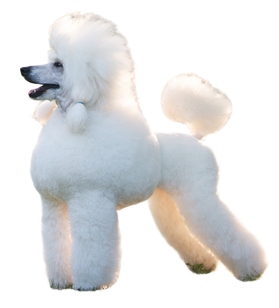 Black and gray puppy with white bow sitting on a small blue velvet sofa.