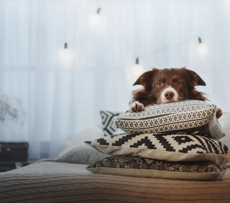 A Dog warm and Comfy on a Lounge — Proshield Insulation & Waterproofing In Southern Highlands, NSW