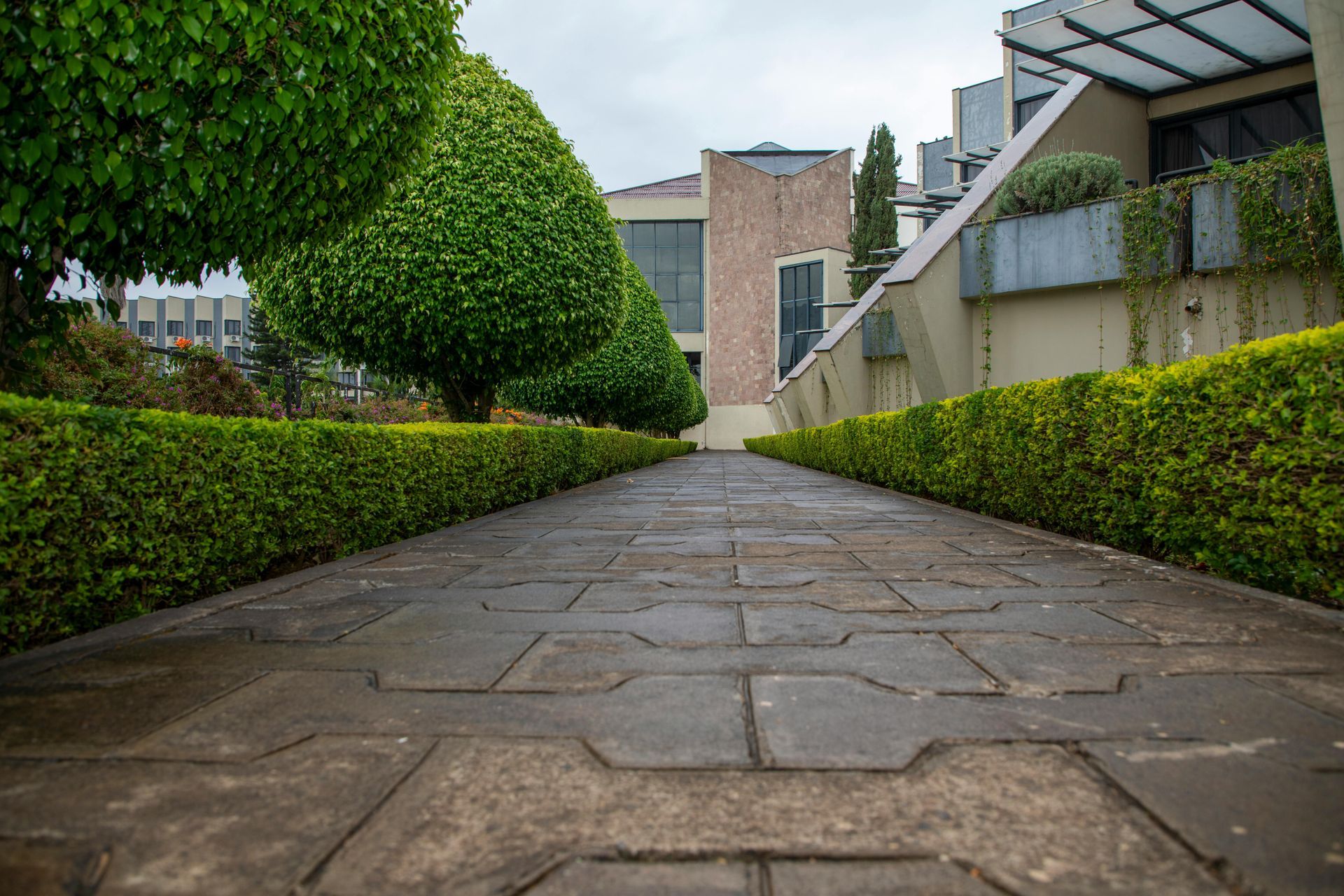 A paved stone path bordered by neatly trimmed green hedges and topiary trees leading toward a building.