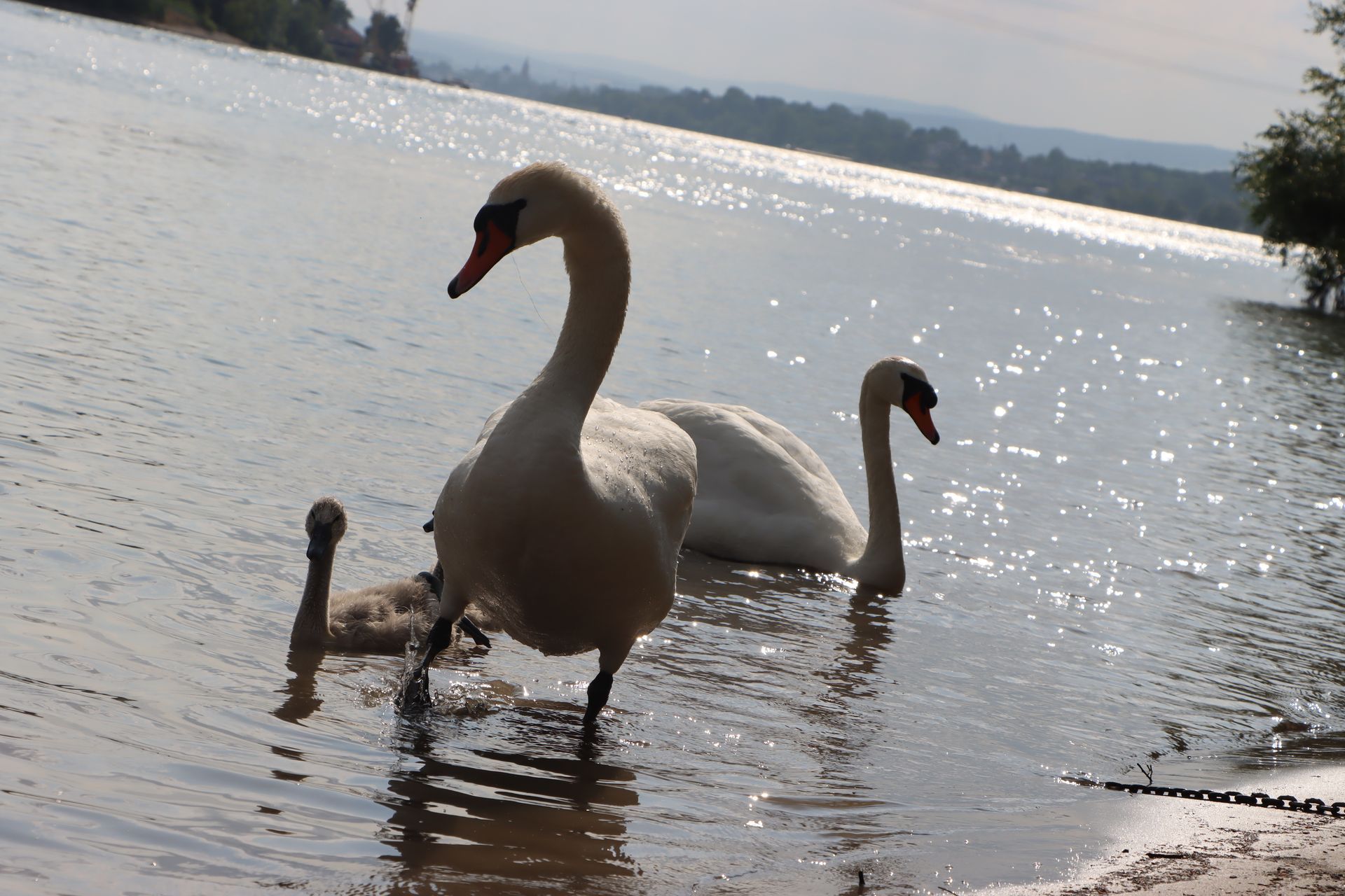 Zwei Schwäne und ein Schwanenbaby schwimmen in einem See