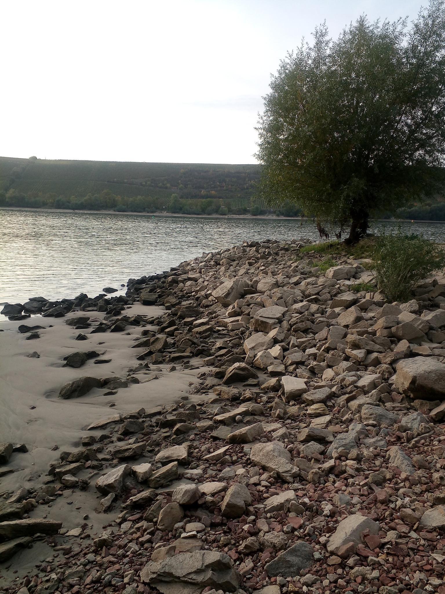 Ein Baum steht an einer felsigen Küste in der Nähe eines Gewässers