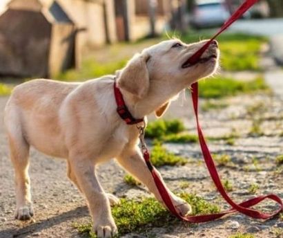 Puppies Education