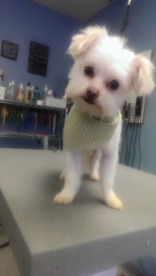 White Shih Tzu Dog With A Triangle Bandana Scarf On His Neck - Lincoln, NE - Four Paws