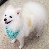Pomeranian Dog - Lincoln, NE - Four Paws