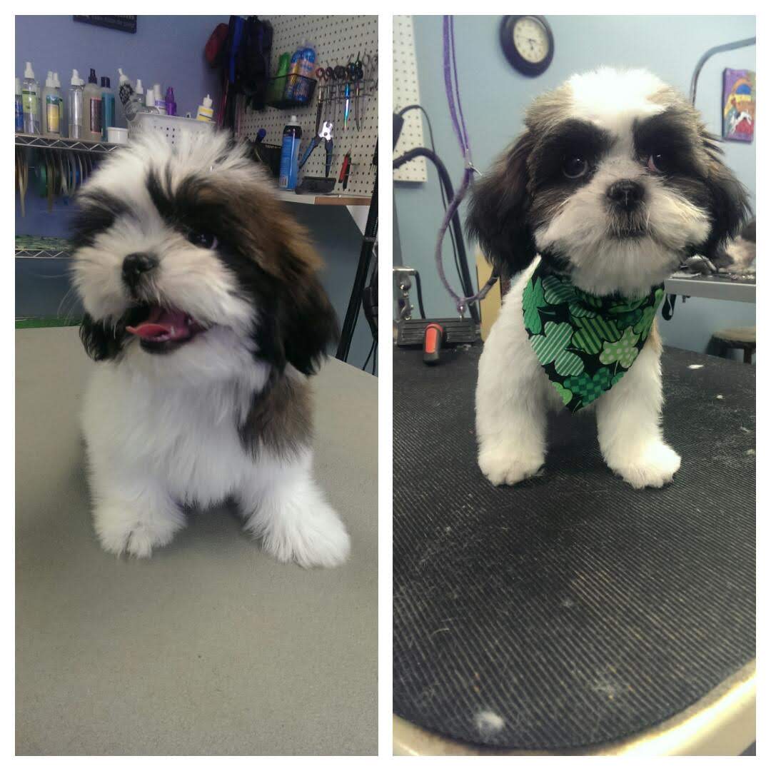 Four Paws Professional Pet Grooming Lincoln, NE