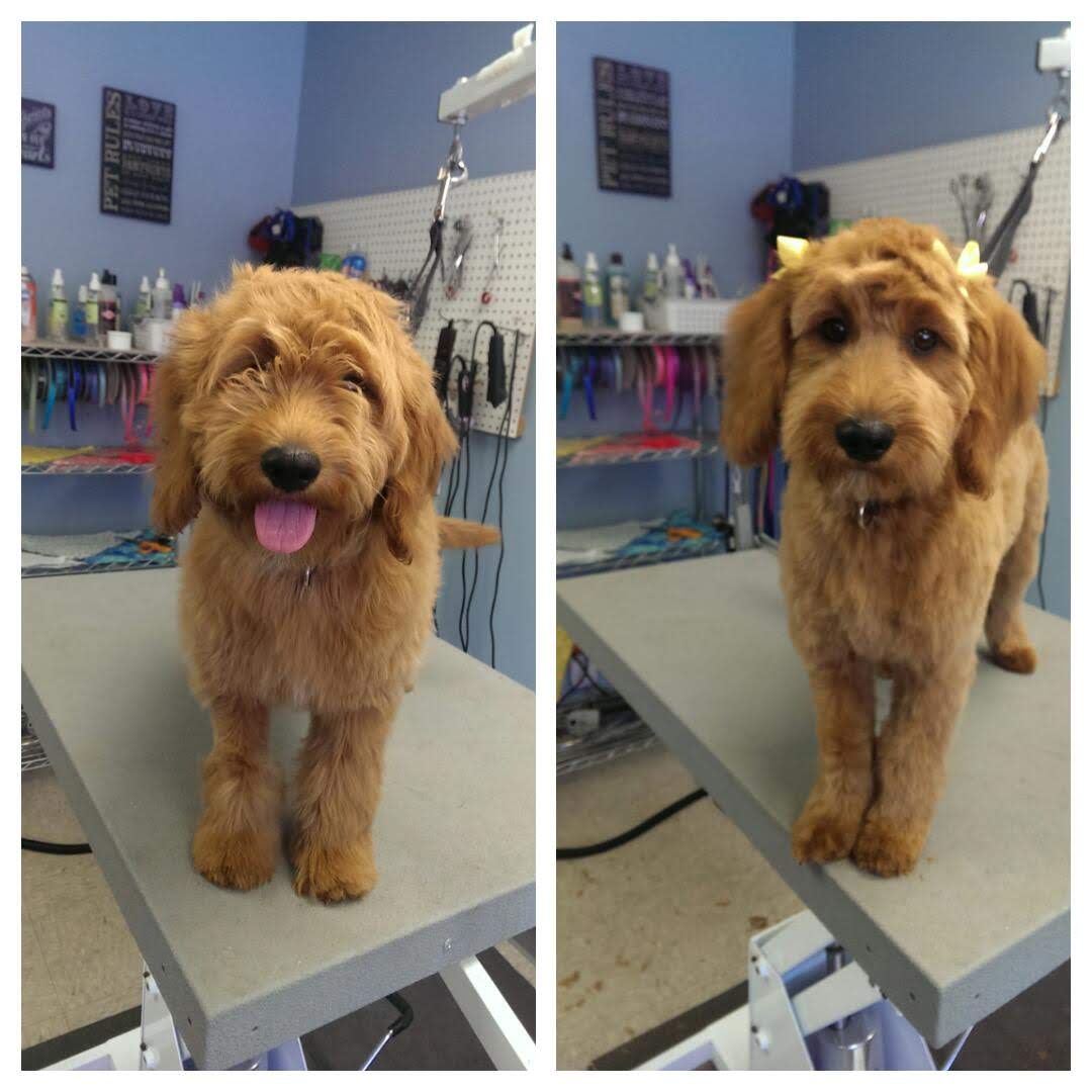 Goldendoodle - Lincoln, NE - Four Paws