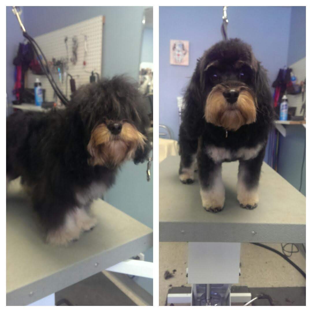 Four Paws Professional Pet Grooming Lincoln, NE