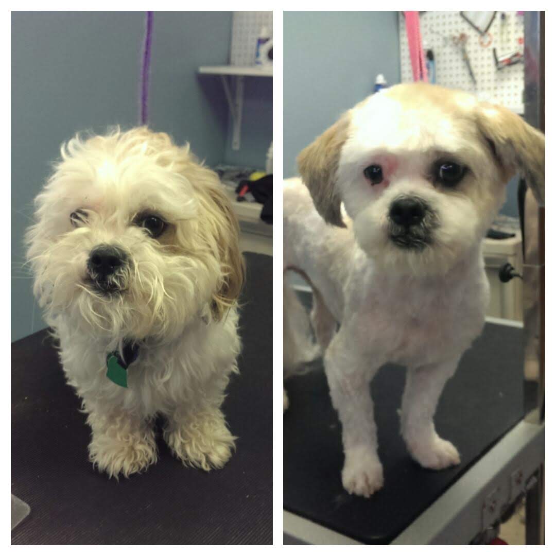 Four Paws Professional Pet Grooming Lincoln, NE