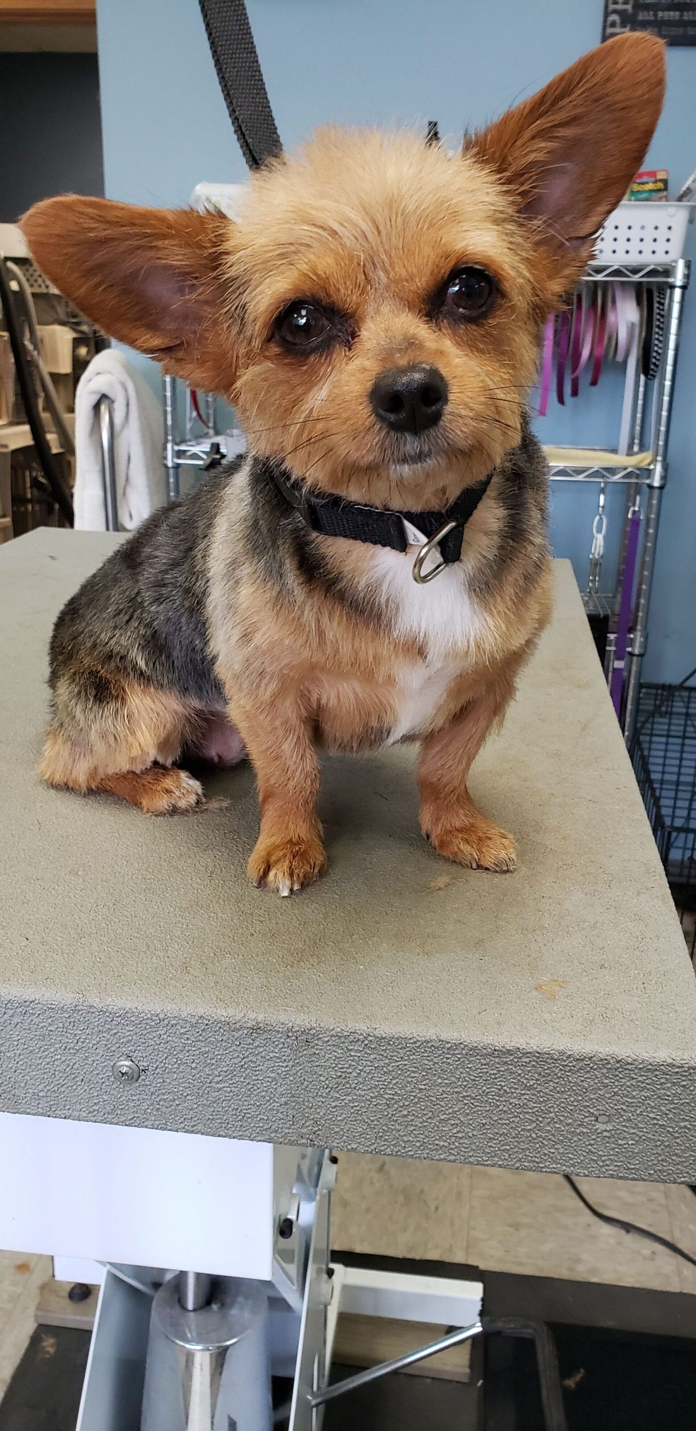 Brown Yorkshire Terrier - Lincoln, NE - Four Paws