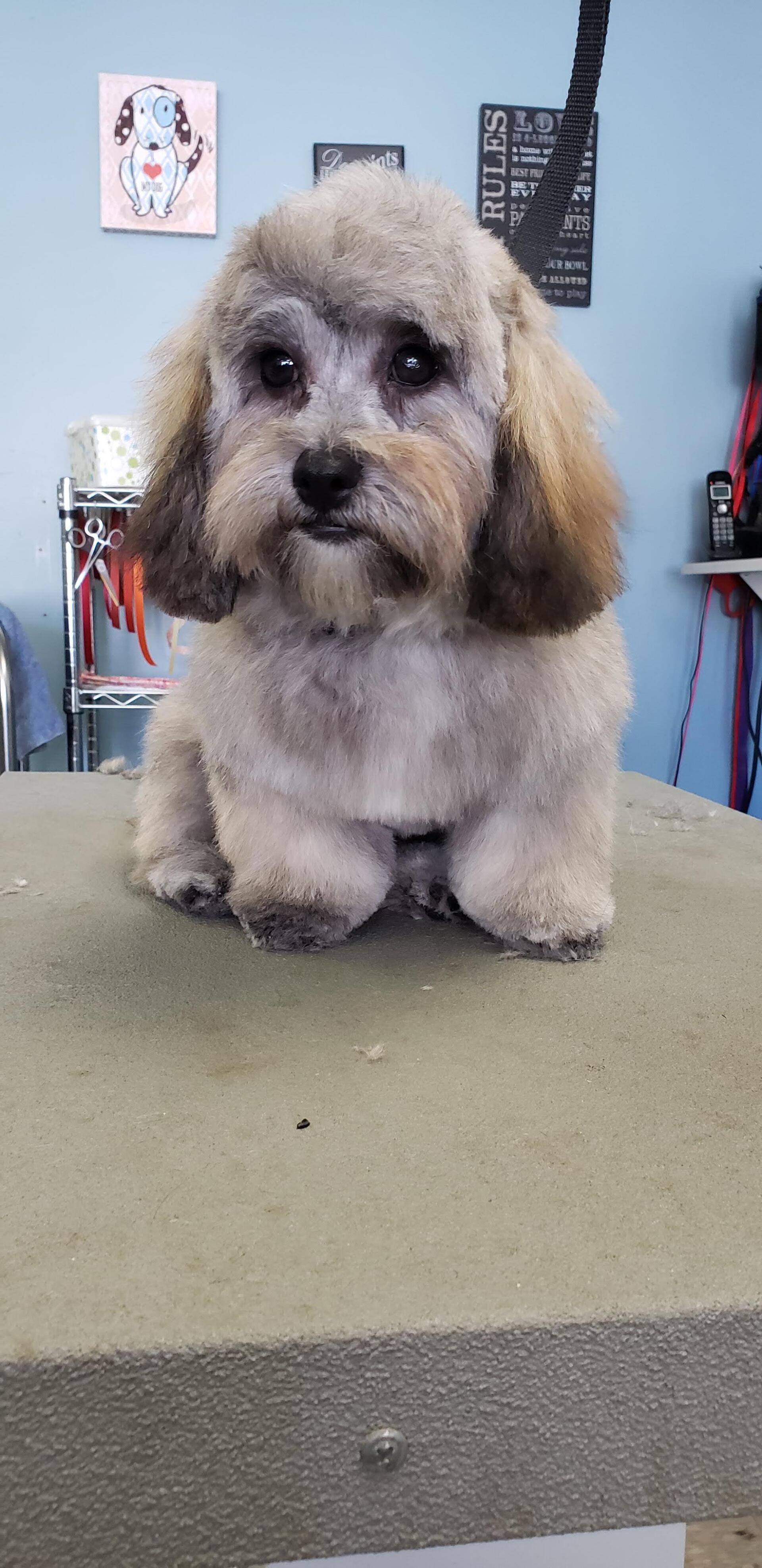 Four Paws Professional Pet Grooming Lincoln, NE