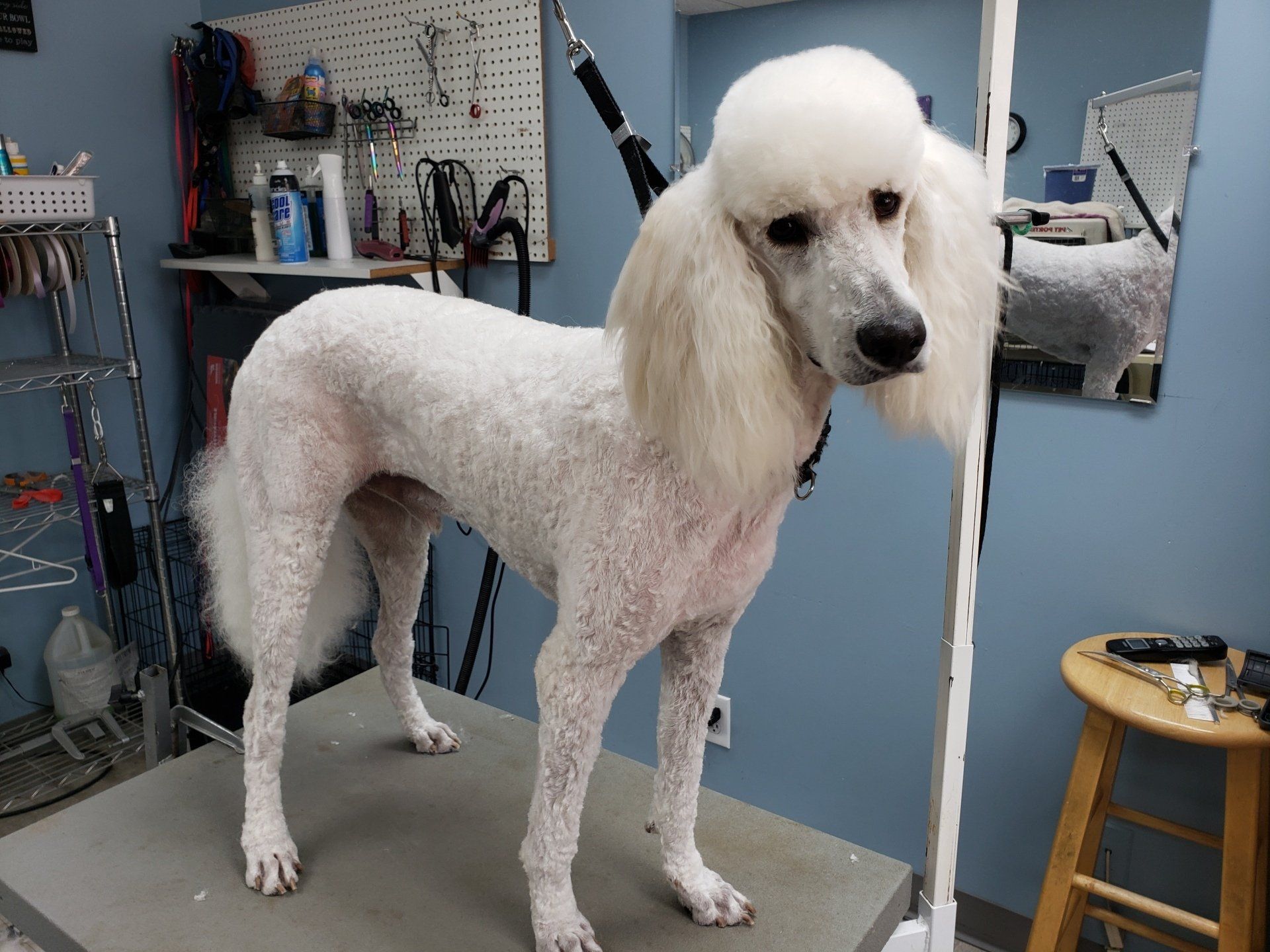 Four Paws Professional Pet Grooming Lincoln, NE