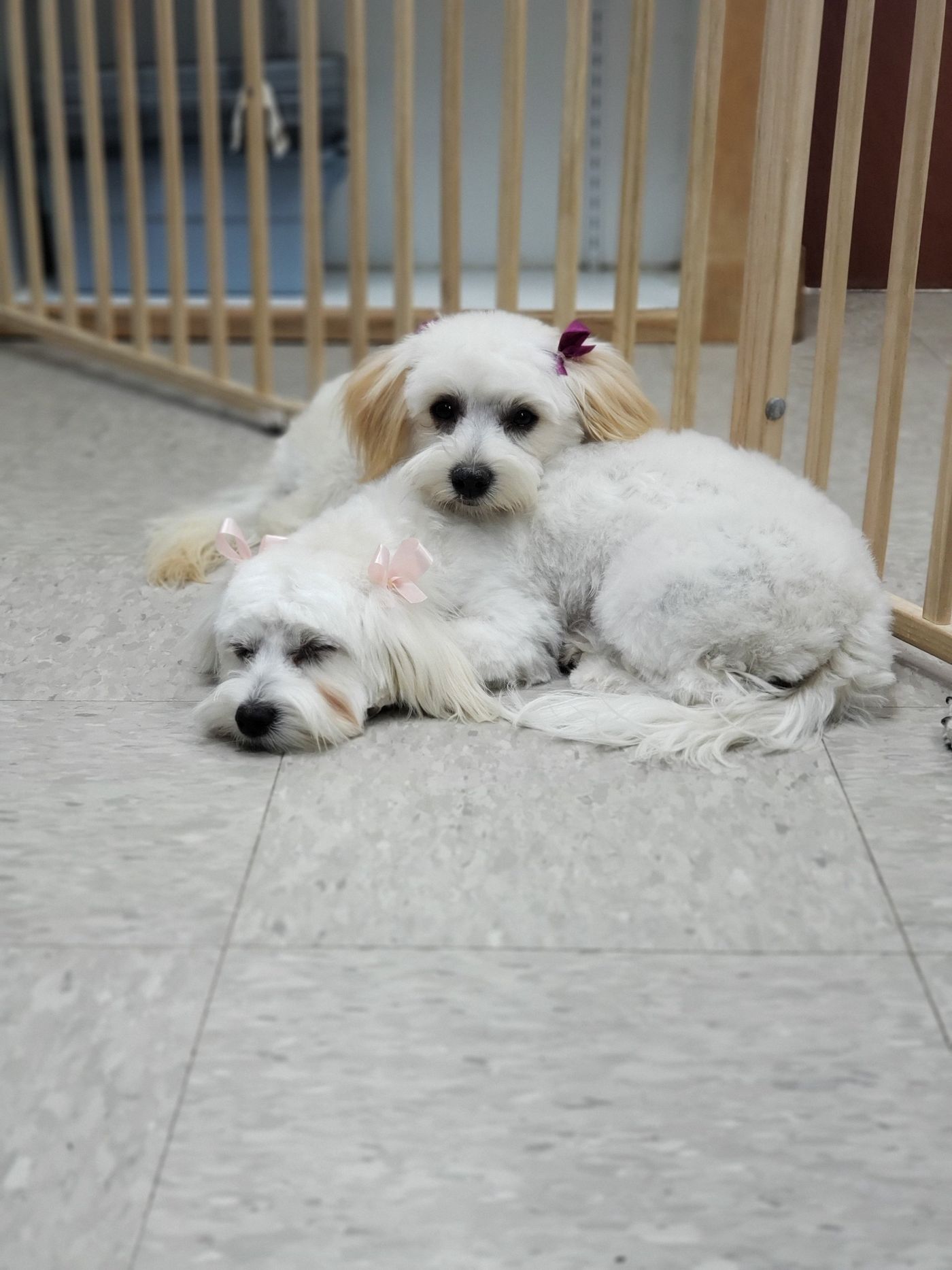 Cuddling White Maltese Dogs - Lincoln, NE - Four Paws
