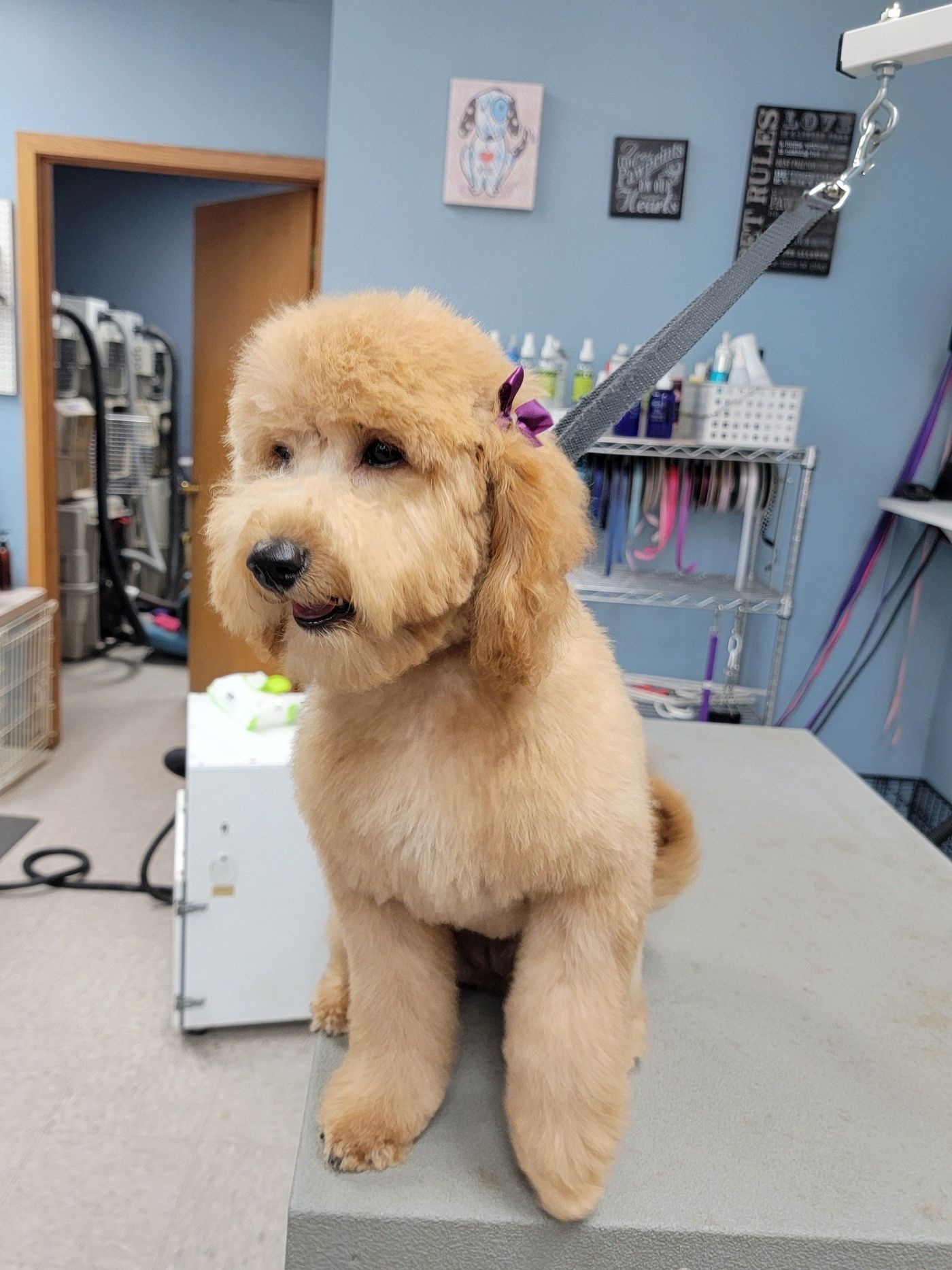 Goldendoodle With Ribbon - Lincoln, NE - Four Paws