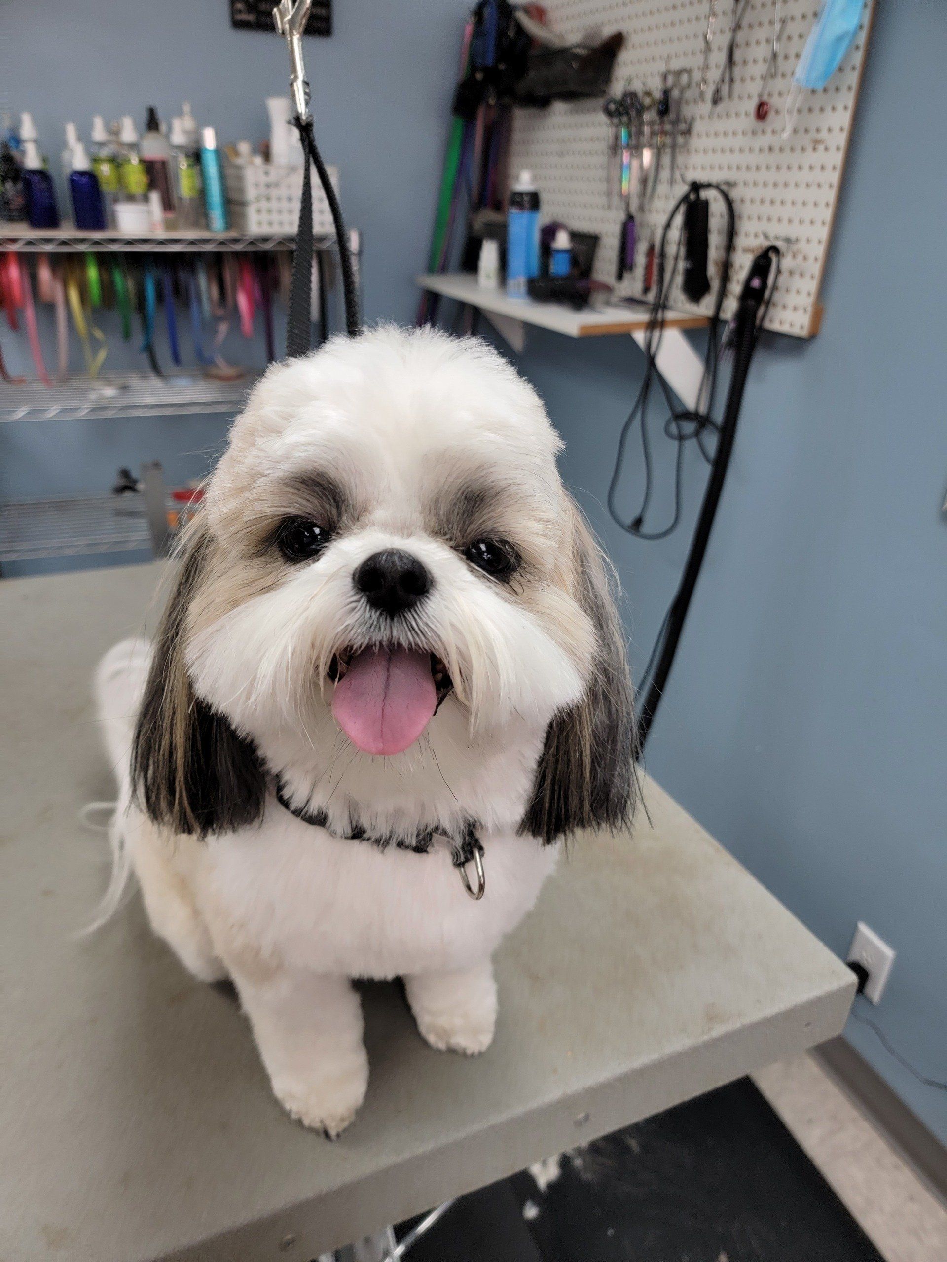 Four Paws Professional Pet Grooming Lincoln, NE