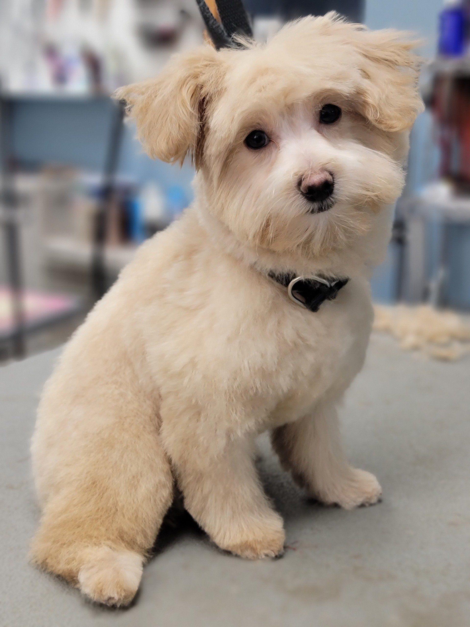 Four Paws Professional Pet Grooming Lincoln, NE