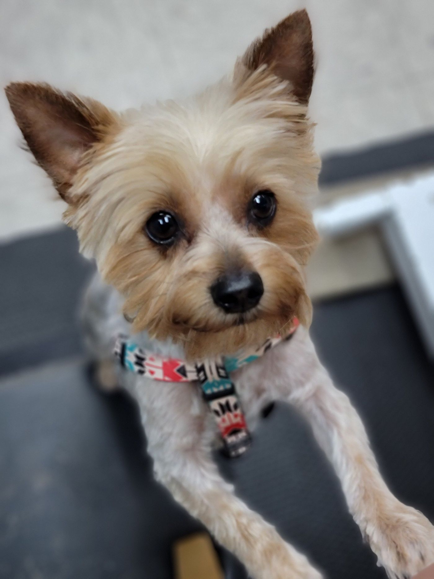 Brown Yorkshire Terrier - Lincoln, NE - Four Paws