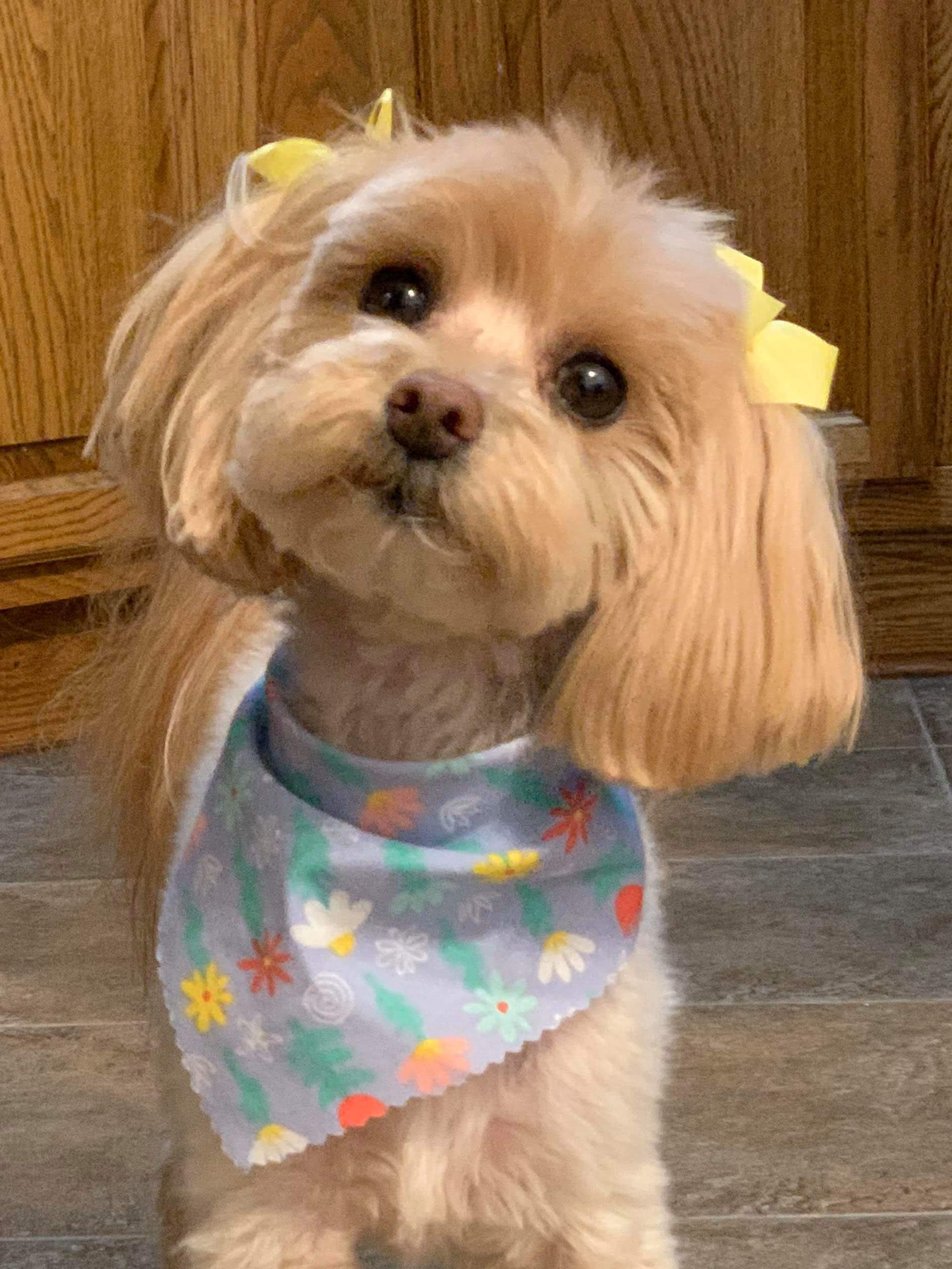 Four Paws Professional Pet Grooming Lincoln, NE