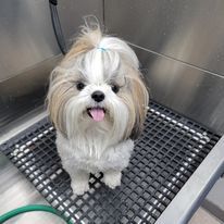 The Shih Tzu Is Finished Bathing - Lincoln, NE - Four Paws