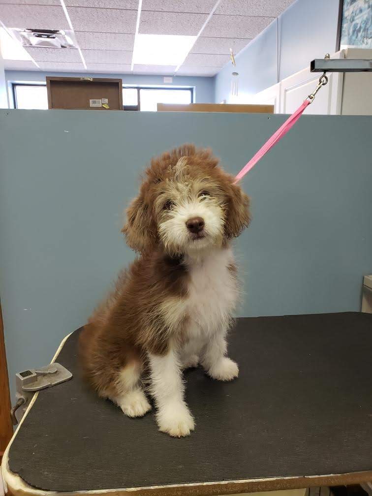 Four Paws Professional Pet Grooming Lincoln, NE