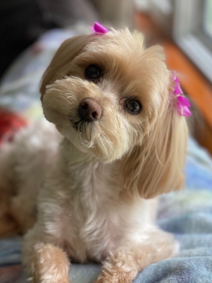 Brown Maltese Dog With Ribbon - Lincoln, NE - Four Paws