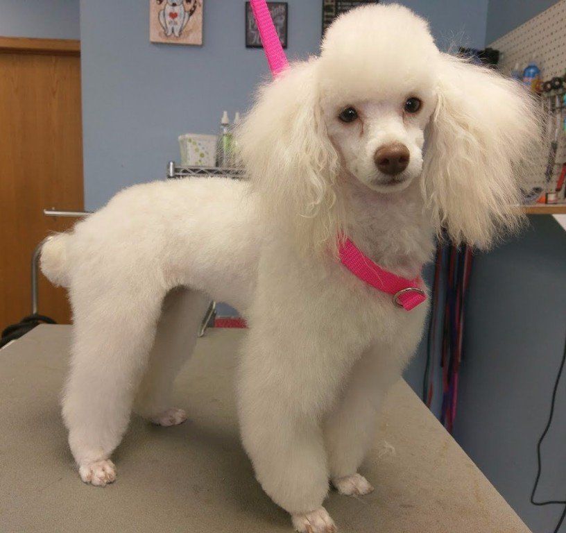 Four Paws Professional Pet Grooming Lincoln, NE