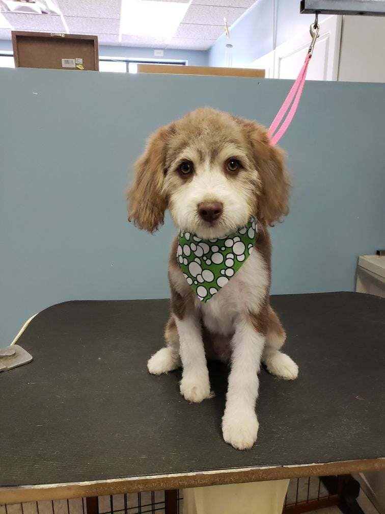 Dog On A Green Bandana Scarf - Lincoln, NE - Four Paws