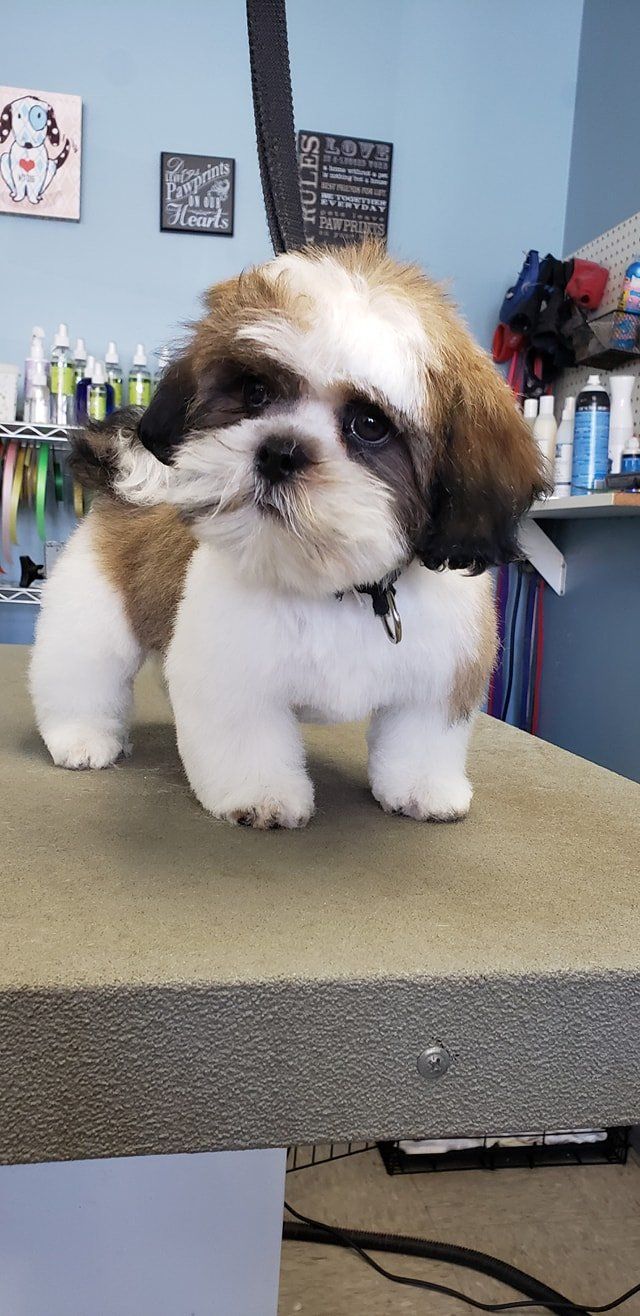 Shih Tzu Dog With Leash On His Neck - Lincoln, NE - Four Paws