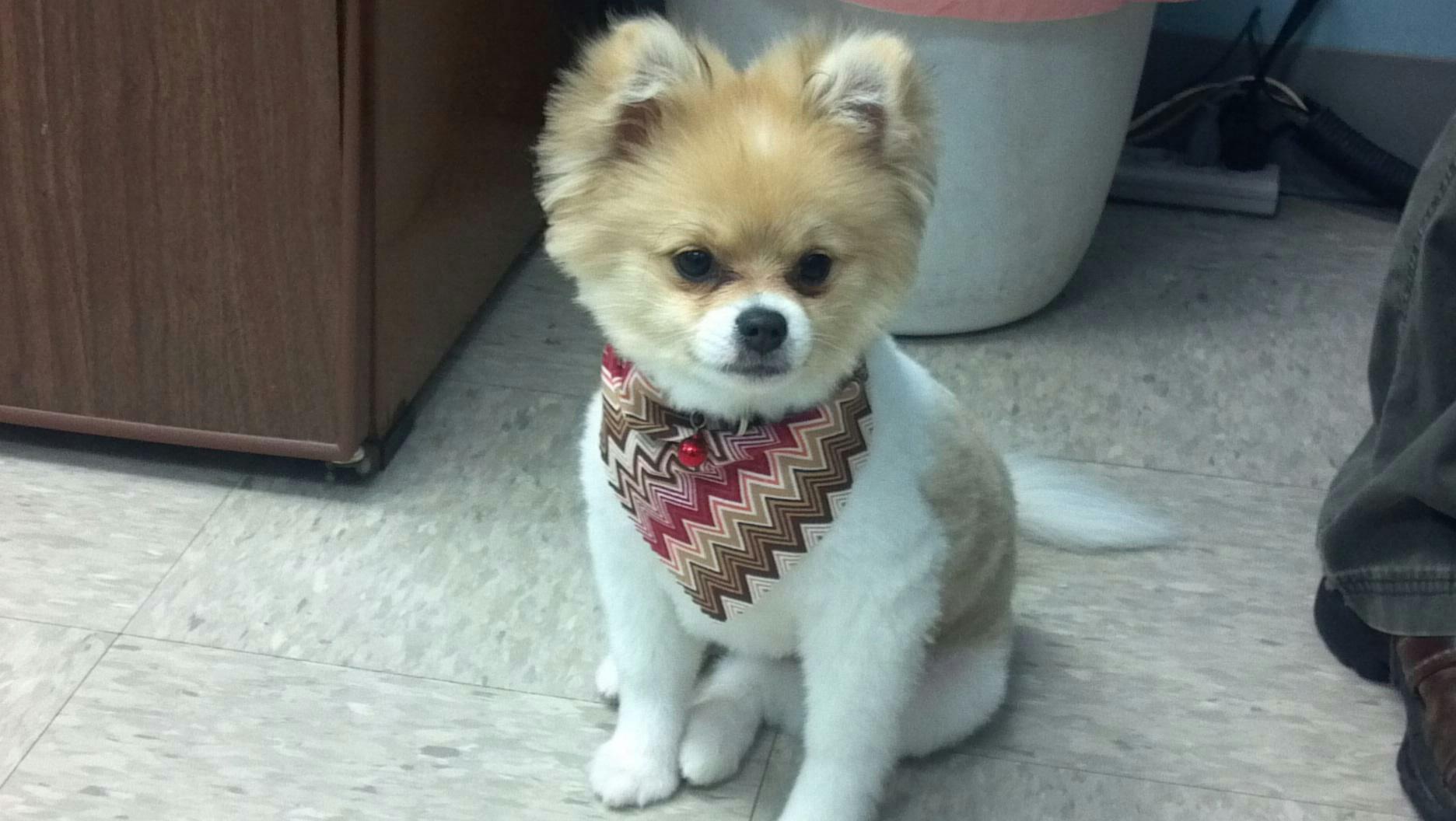 Small Dog With Bandana Scarf - Lincoln, NE - Four Paws