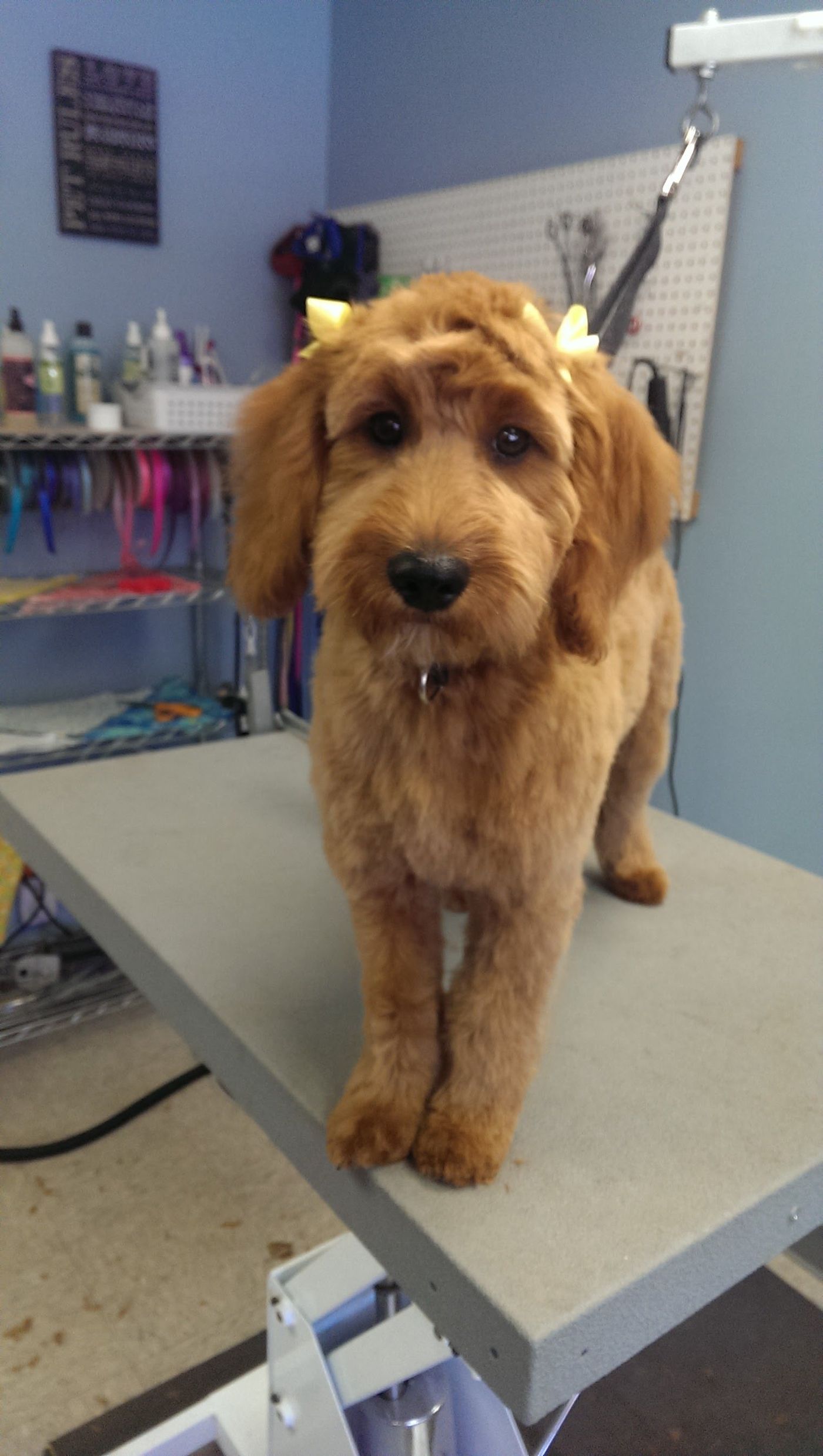 Goldendoodle With Yellow Ribbon - Lincoln, NE - Four Paws
