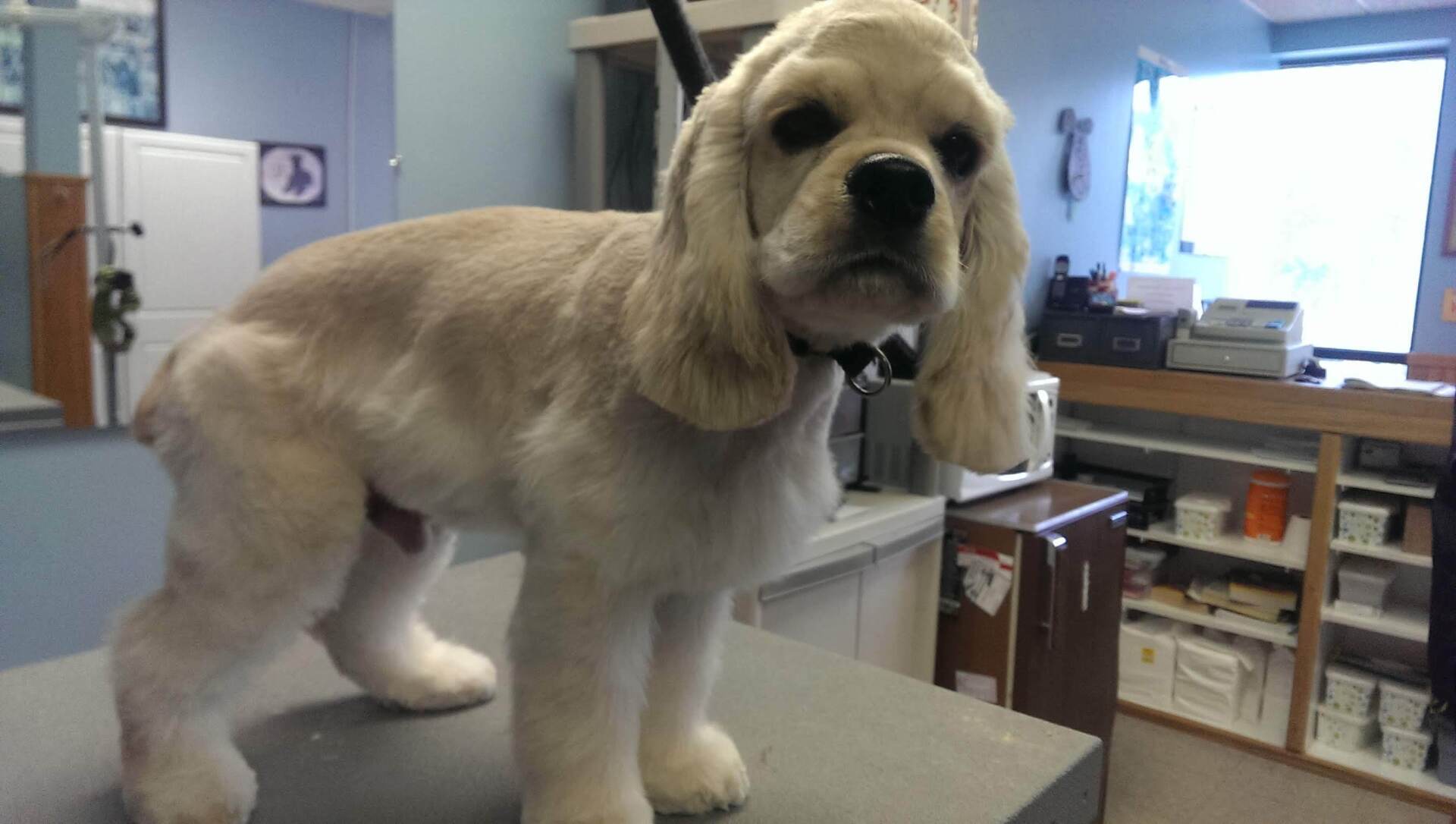 Four Paws Professional Pet Grooming Lincoln, NE