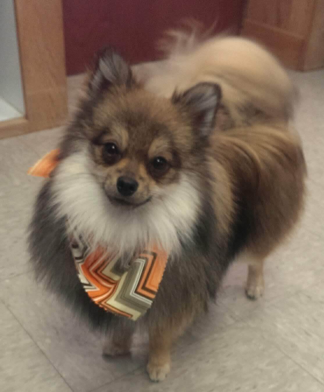 Four Paws Professional Pet Grooming Lincoln, NE