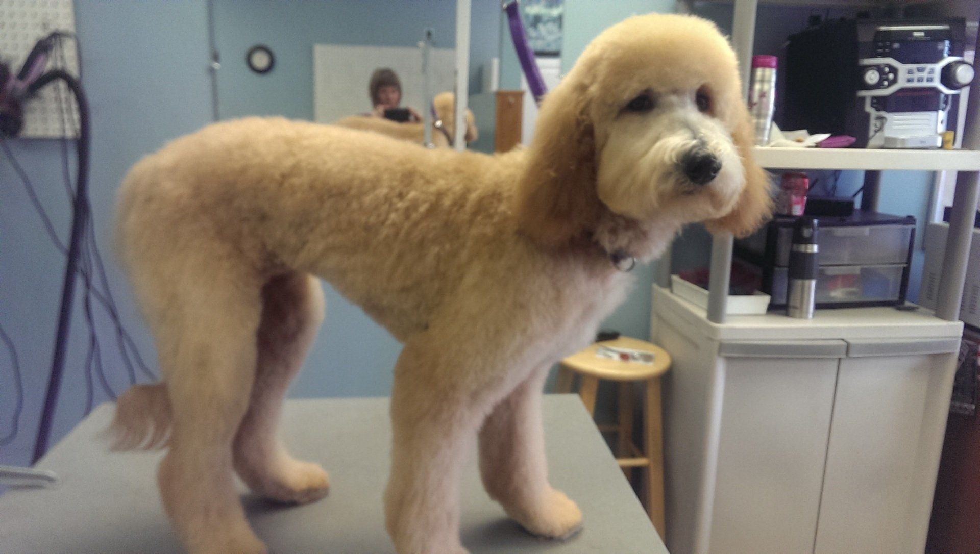 Four Paws Professional Pet Grooming Lincoln, NE