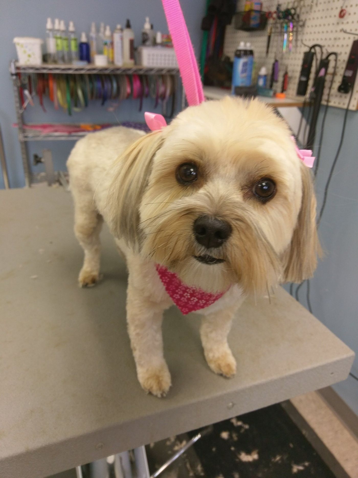 Shih Tzu After - Lincoln, NE - Four Paws