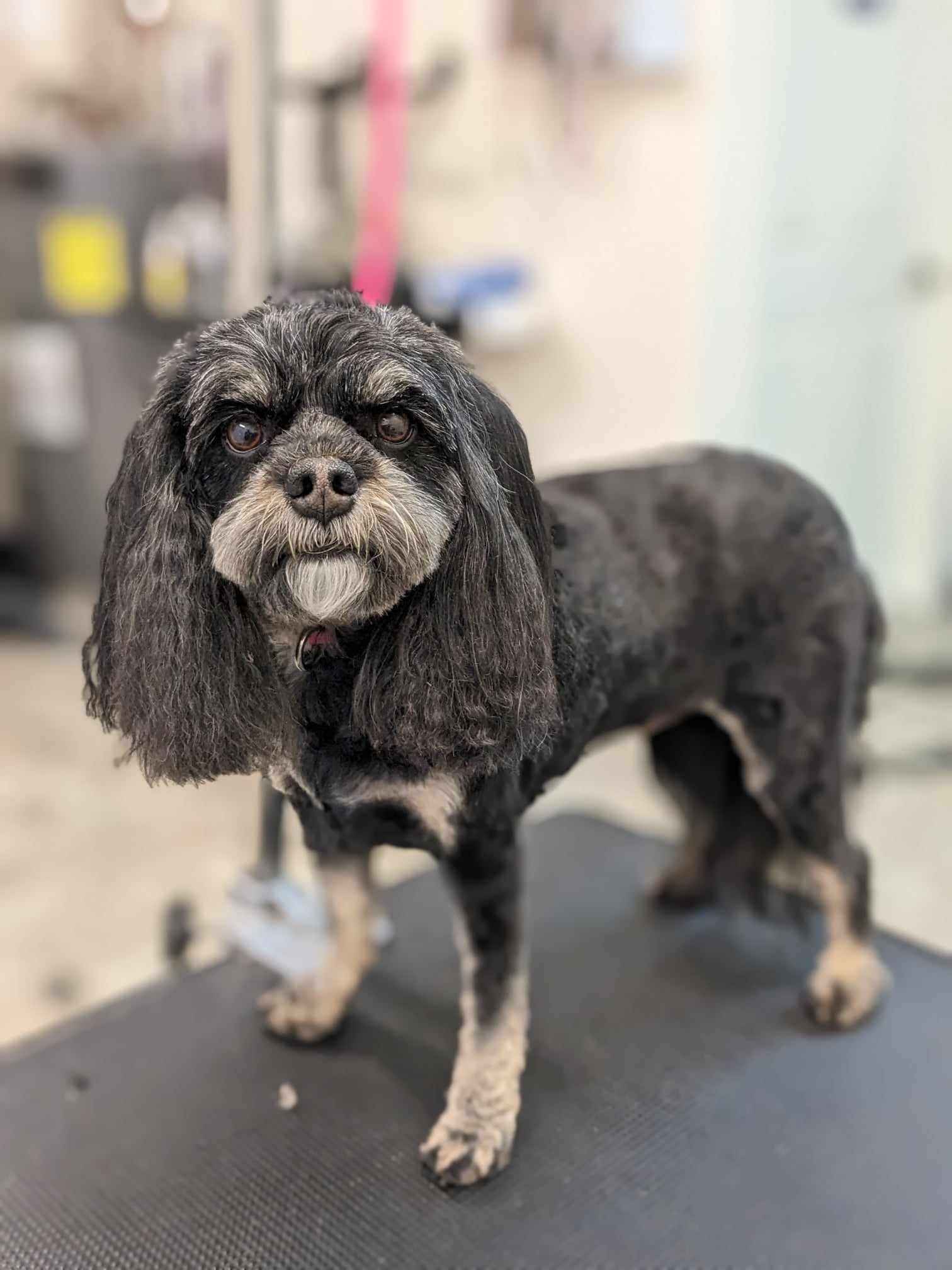 A small black and brown dog is standing on a grooming table.