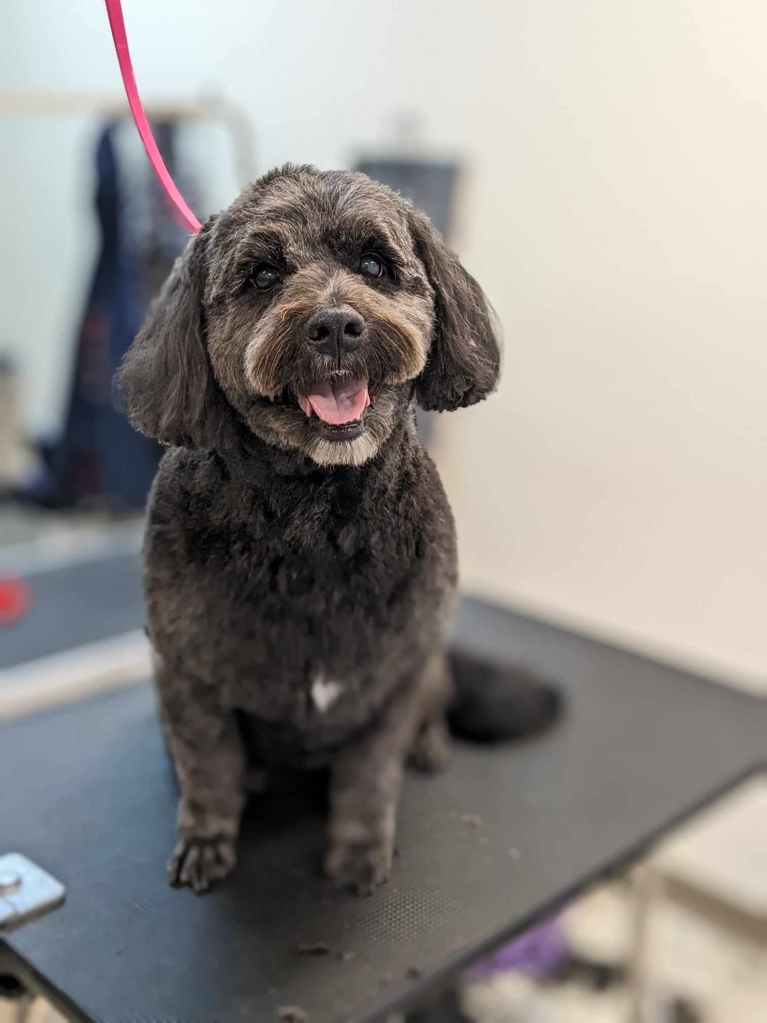 A small dog is sitting on a table with its tongue out.