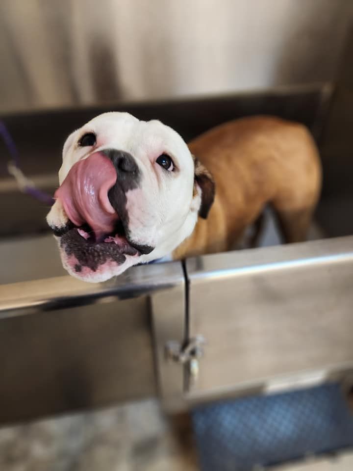 A brown and white dog is licking its nose in a sink.