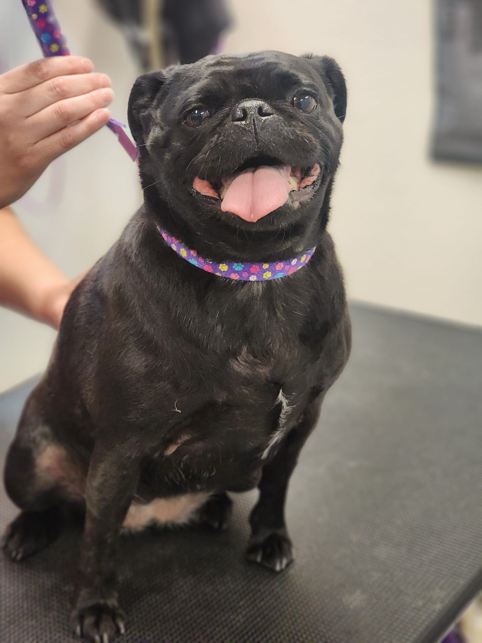A black pug dog is sitting on a table being groomed by a person.