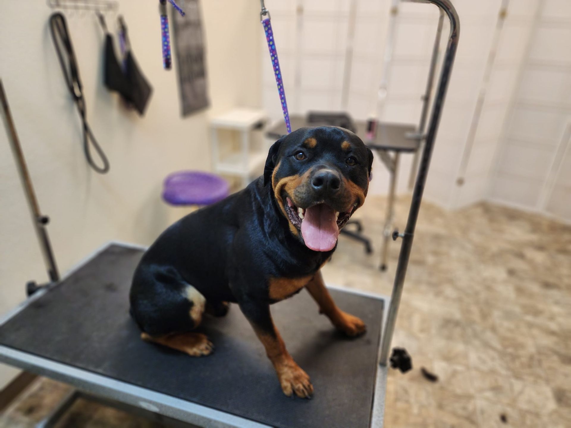 A rottweiler is sitting on a grooming table with its tongue hanging out.