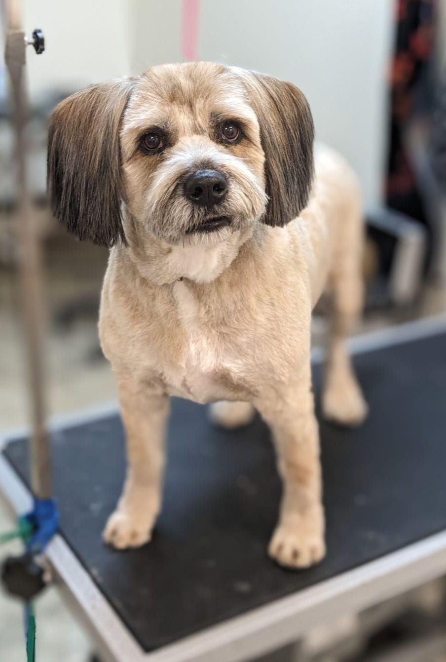 A small dog is standing on a grooming table.