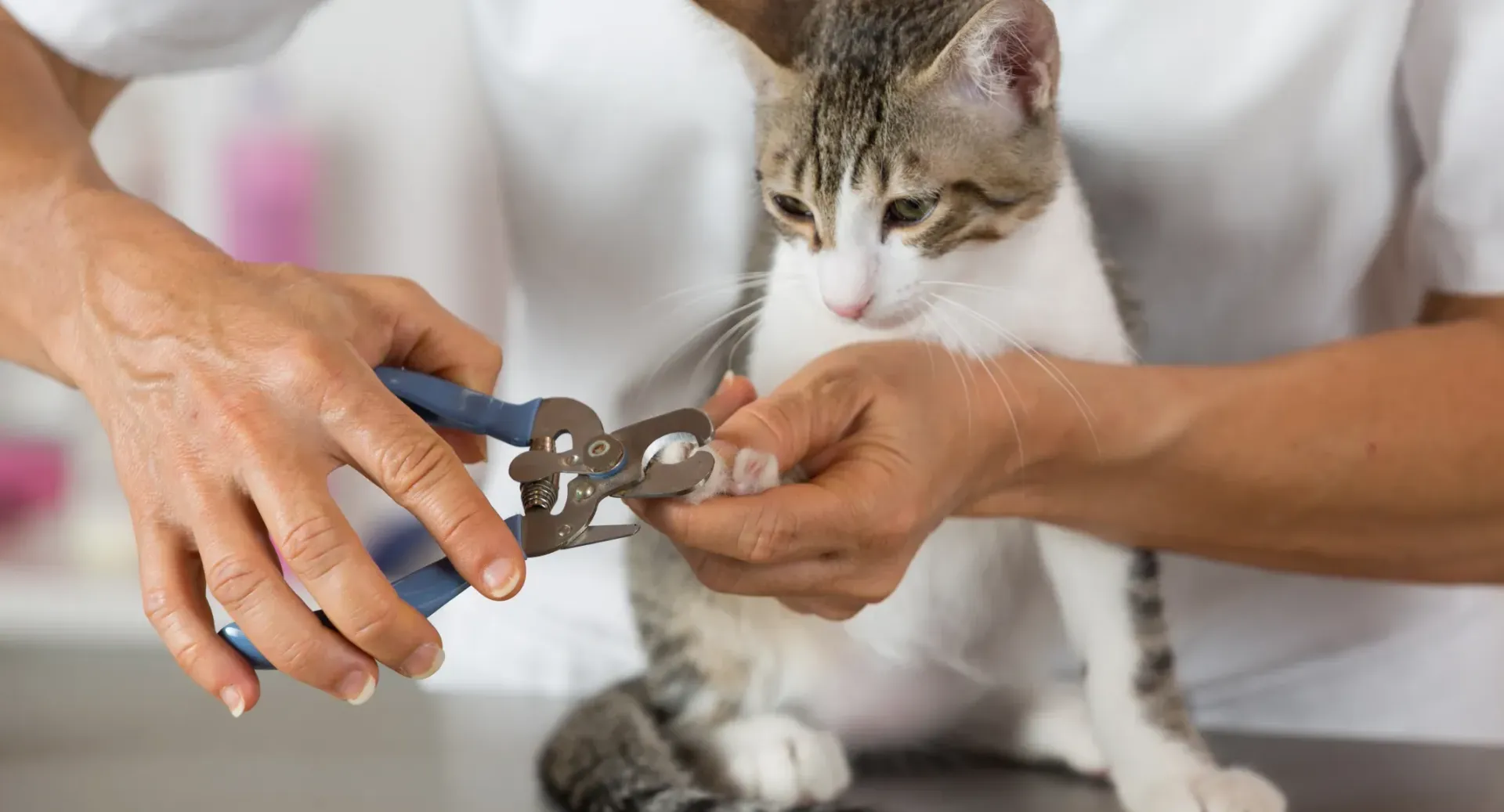 A person is cutting a cat 's nails with scissors.