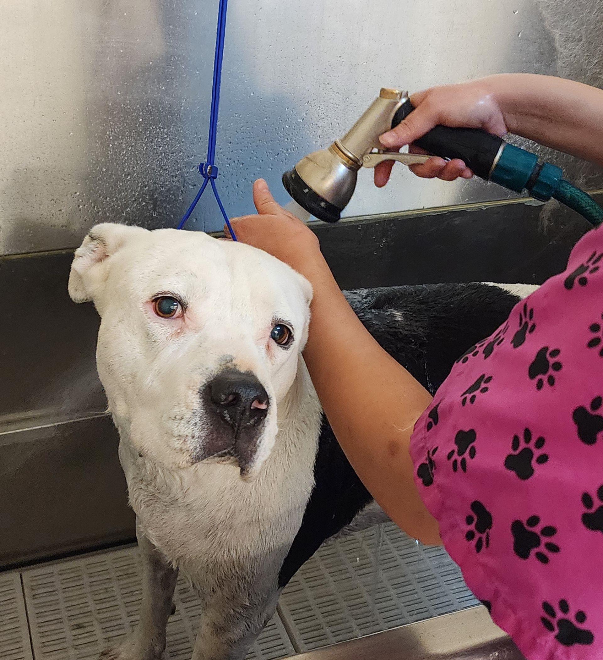 A dog is taking a bath in a bathtub with a rubber duck.