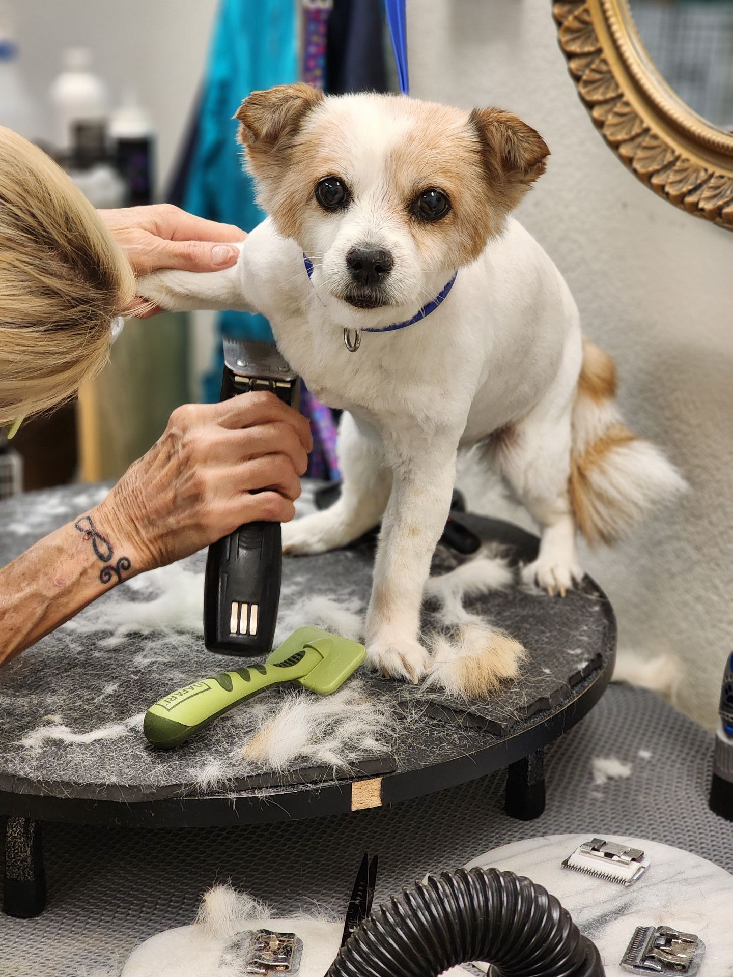 A person is grooming a small dog with scissors and a comb.