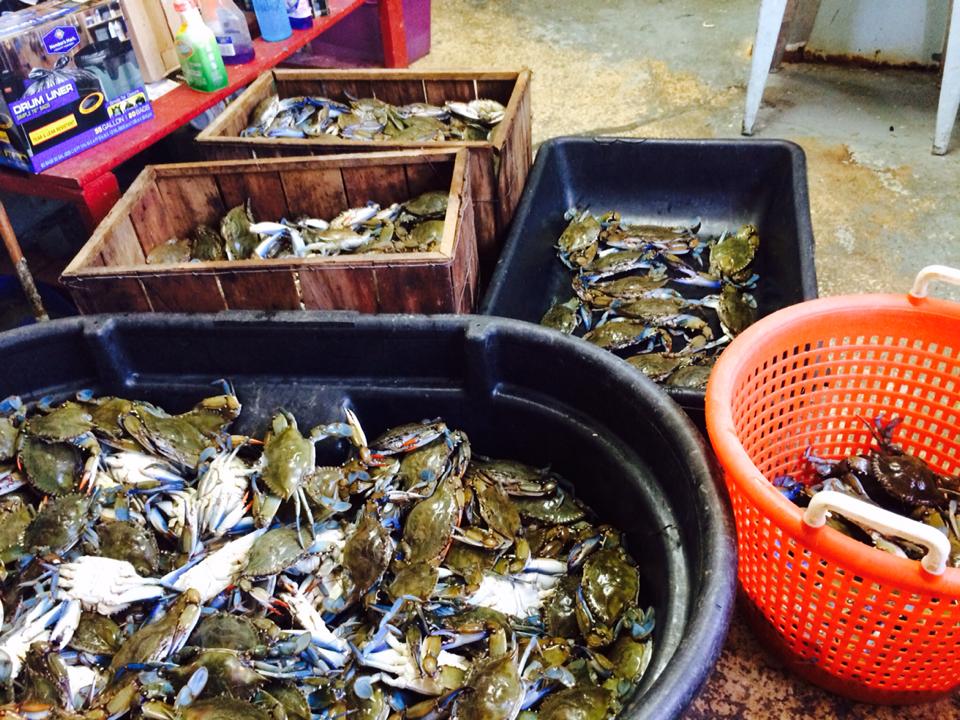 Blue Crabs — Catch of Blue Crabs in Cocoa, FL